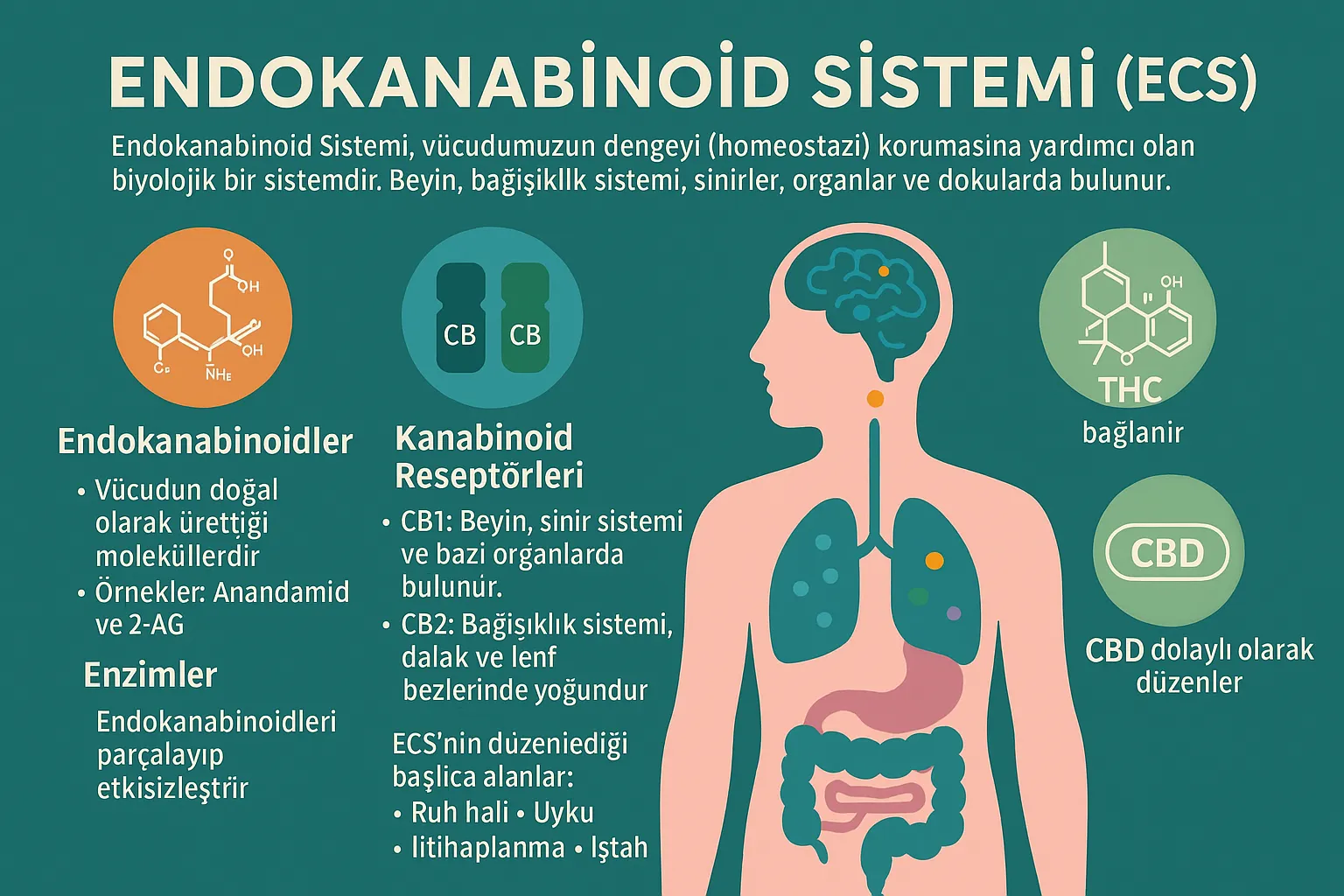 Endokanabinoid Sistemi’ni (ECS) & vücudun doğal denge (homeostazi) sistemi